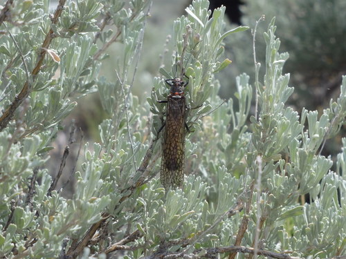 GDMBR:  I believe that this is a type of Stonefly, an aquatic bug that Trout love to eat.